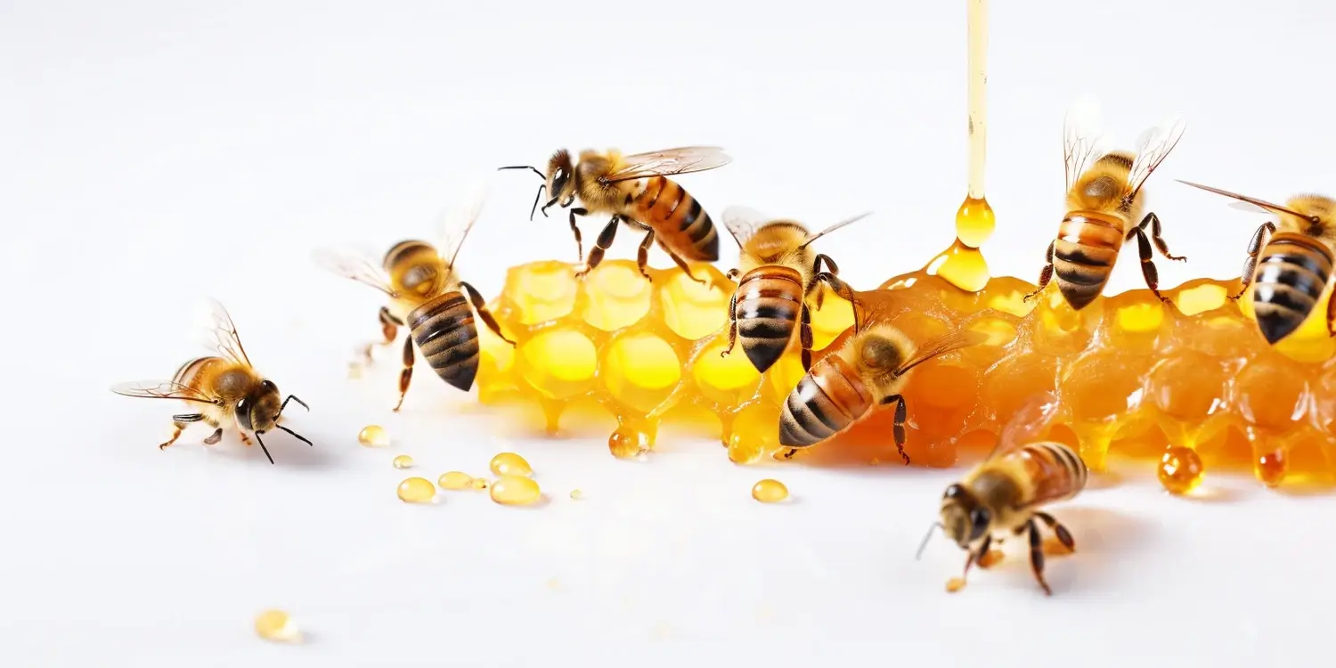 Kiedy wirować miód akacjowy?